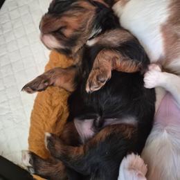 Green - Black and tan male Cavalier King Charles Spaniel puppy in Shirley, Massachusetts from StoryBook Cavaliers LLC
