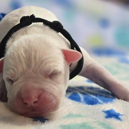 Marshmallow - White male American Bulldog puppy in Three Rivers, Michigan from Jemms Kennels