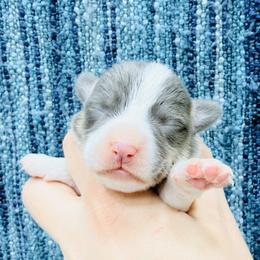 Snowy Owl - Black and tan female Pembroke Welsh Corgi puppy in Ashland, Ohio from SS Australian Shepherds