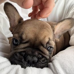 French Bulldog Puppies from Frenchie-Club