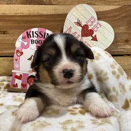 Frank- Fluffy - Black and tan male Pembroke Welsh Corgi puppy in Stillwater, Oklahoma from Steele Family Farms