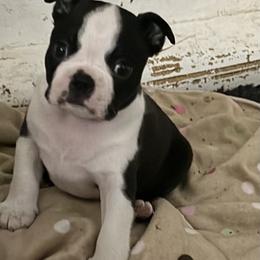 Boston Terrier puppies from Lone Spur Boston’s