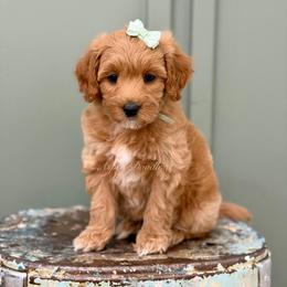 Mint collar JUNIPER - Apricot female Goldendoodle puppy in Salem, Utah from Aspen Doodles