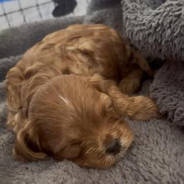 Male - Red male Cavapoo puppy in Gilbert, Arizona from Arizona Toy Cavapoos – Health‐Tested & Home‐Raised
