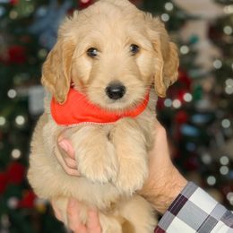 Bernedoodles and Goldendoodles from Country Mountain Dogs