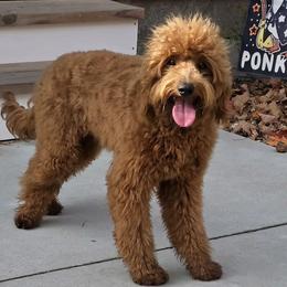 Rummy - Goldendoodle
