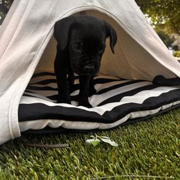 Black male 2 - Black male Cane Corso puppy in Florence, Texas from Wilco Cane Corso