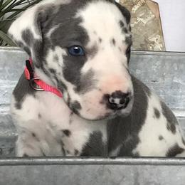 Great Danes from Our Sweet "Dane-Ishes"