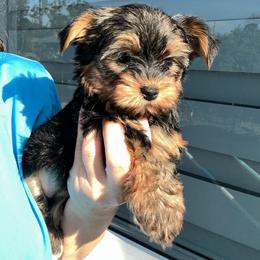 Lily Pooh - Black and gold female Yorkshire Terrier puppy in Cape Coral, Florida from Katherine’s Yorkies and Poodles