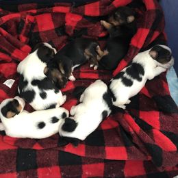 Yorkshire Terrier Puppies from Jackie Jenny’s Precious Yorkies