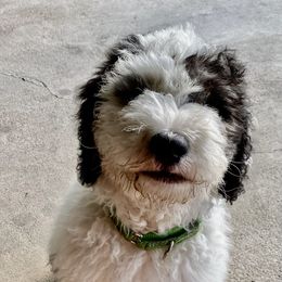 Sheepadoodle Puppies from Roughneck Doodles