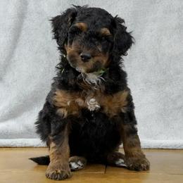Green Collar 'Stanley' - Phantom male Bernedoodle puppy in Mora, Minnesota from Knudsen Pups