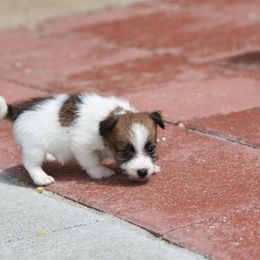 Sneak Boy 3 - White and tan male Russell Terrier puppy in Middletown, Virginia from DBF Russell Terriers