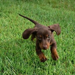 Dachshunds from B&M Farm Dachshunds