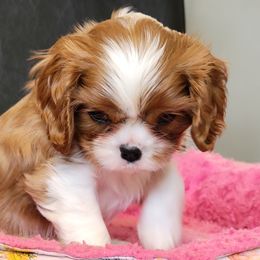 Cavalier King Charles Spaniel Puppies from Cambryce Cavaliers