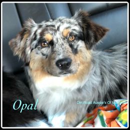 Opal - Miniature Australian Shepherd