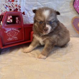 Titus - Chocolate male Pomsky puppy in Bucyrus, Missouri from Hill Top Pomskies
