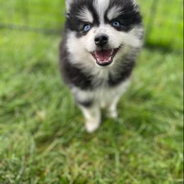 Pomsky Puppies from Urban Miracle’s