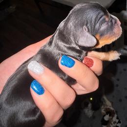 Black and Tan girl - Black and tan female Cavalier King Charles Spaniel puppy in Columbia, South Carolina from Columbia Cavaliers