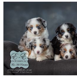 Miniature Australian Shepherd Puppies from Royal Aussies of Virginia