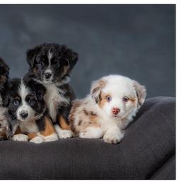 Miniature Australian Shepherd Puppies from Royal Aussies of Virginia