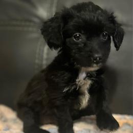 Milo - Parti male Yorkipoo puppy in Silver Springs Shores, Florida from Top Notch Pupz