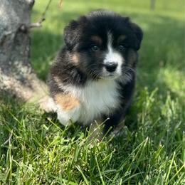 USO (Black Tri boy, Minimal white) - Black tri-color male Australian Shepherd puppy in Fountaintown, Indiana from Timber Run Aussies