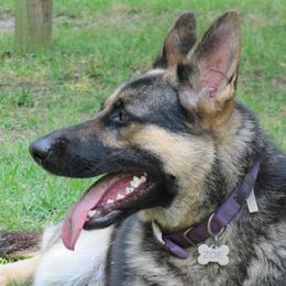 German Shepherds from Guardian Breeders