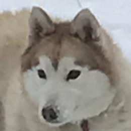 Denali - Siberian Husky