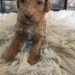 Poodle Puppies from Southern Standards Standard Poodles