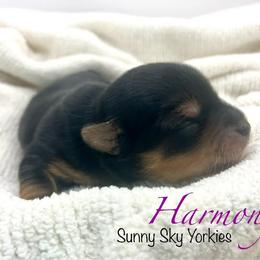 Harmony - Black and tan female Yorkshire Terrier puppy in Galesburg, Illinois from Sunny Sky Yorkies
