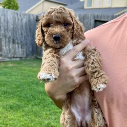 Latte - Apricot female Goldendoodle puppy in Fulshear, Texas from Little Potatoes