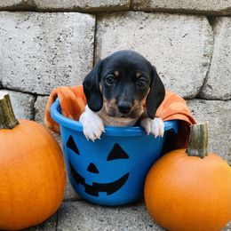 Mailo - Black and tan male Dachshund puppy in Centralia, Washington from Daweshunds
