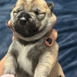 Taro- first born - Red male Shiba Inu puppy in Lehigh Acres, Florida from SWFL Happy Dogs