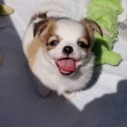 Chihuahua Puppies from Lucky Star Chihuahuas