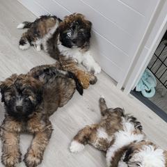 Whoodles from R&R Whoodles