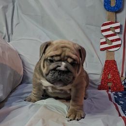 "Carnage x Paczki Summer 2023 litter" Bulldog Puppies from Illinois Bullies Kennel