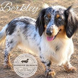 Berkley - Dachshund