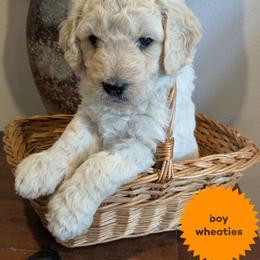 Wheaties - Cream male Goldendoodle puppy in Cambridge, Minnesota from Country Meadow Doodles