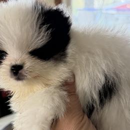 Pomeranians from POM POM LOVE