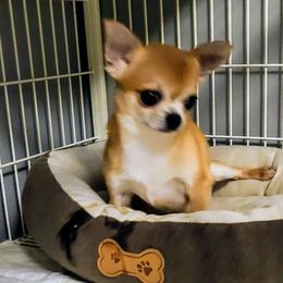 Frank - Chihuahua