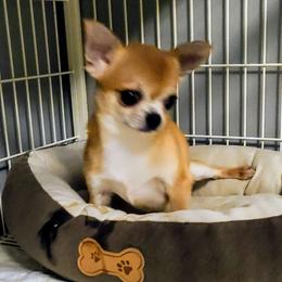 Frank - Chihuahua