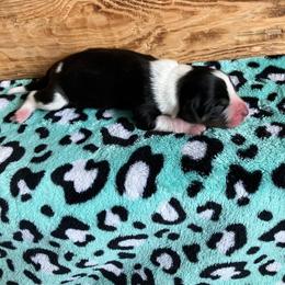 Twix - Blue female Australian Cattle Dog puppy in Lancaster, Minnesota from Weleski Chocolate Heelers