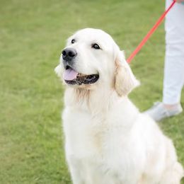 Maggie - Golden Retriever
