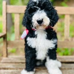 Ada - Black and white female Bernedoodle puppy in Natural Bridge, Virginia from Rockbridge Puppies