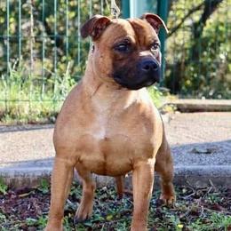 Umi - Staffordshire Bull Terrier