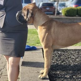 Bullmastiffs from Olive Tree  Bullmastiffs