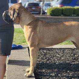 Bullmastiffs from Olive Tree  Bullmastiffs