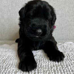 Giant Schnauzer and Miniature Schnauzer Puppies from My Angel Schnauzers