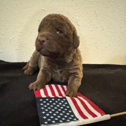 Pink - Deadgrass female Chesapeake Bay Retriever puppy in Lewiston, Utah from Bellus Chesapeakes